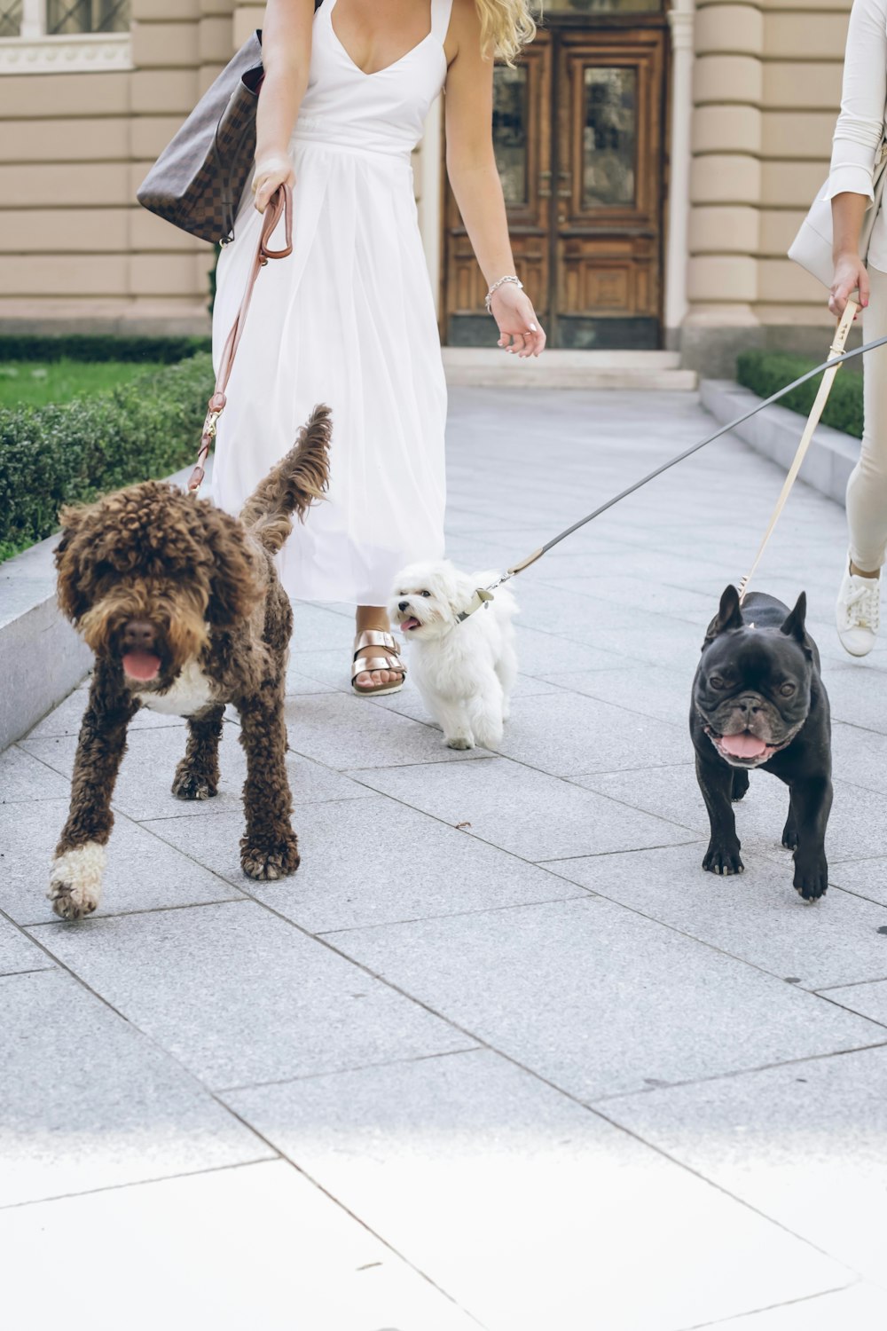 schwarzer Mops und brauner und schwarzer kurzbeschichteter kleiner Hund auf weißen Bodenfliesen tagsüber