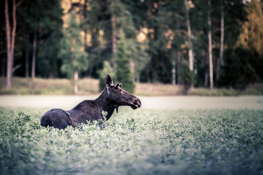 black cow lying on green grass field during daytime