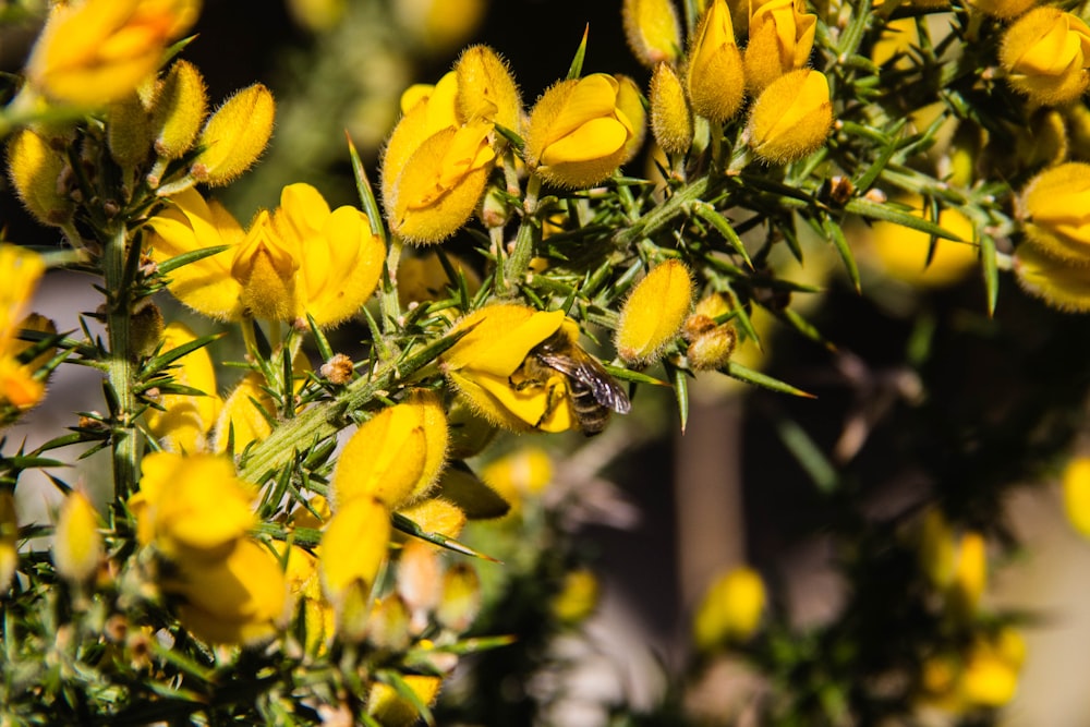 yellow flowers in tilt shift lens