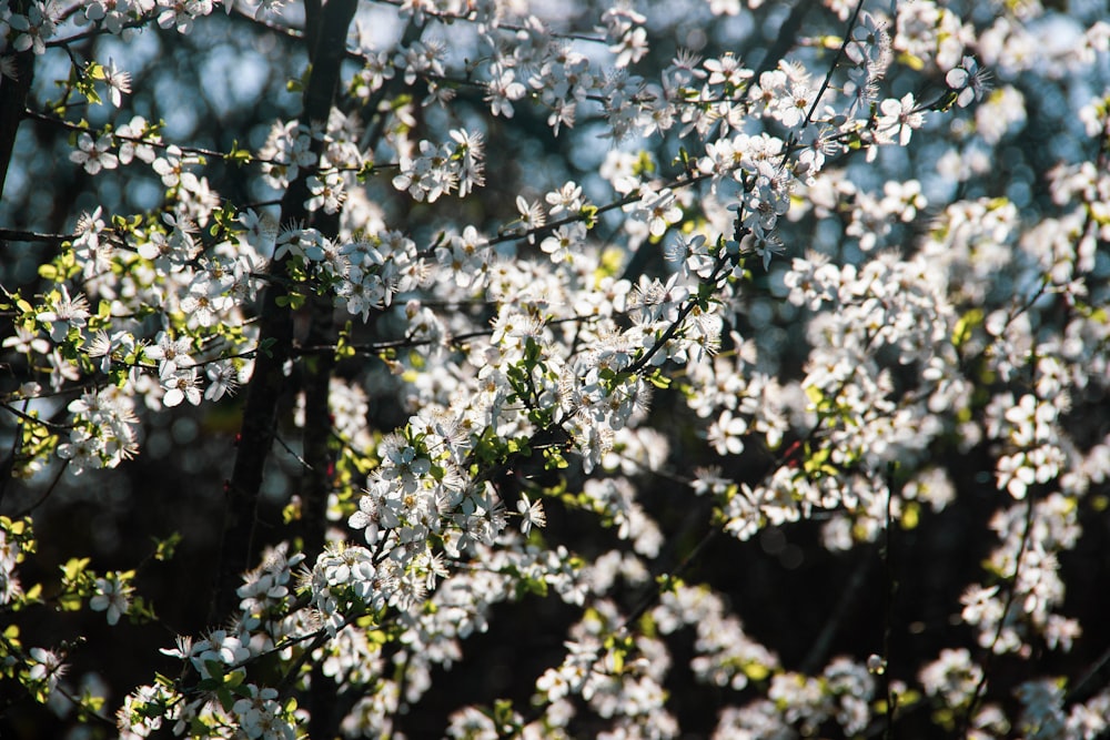 white flowers with green leaves