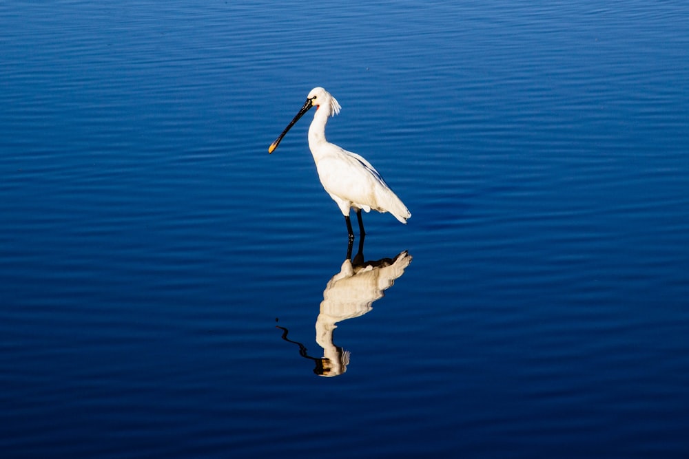 white bird on water during daytime