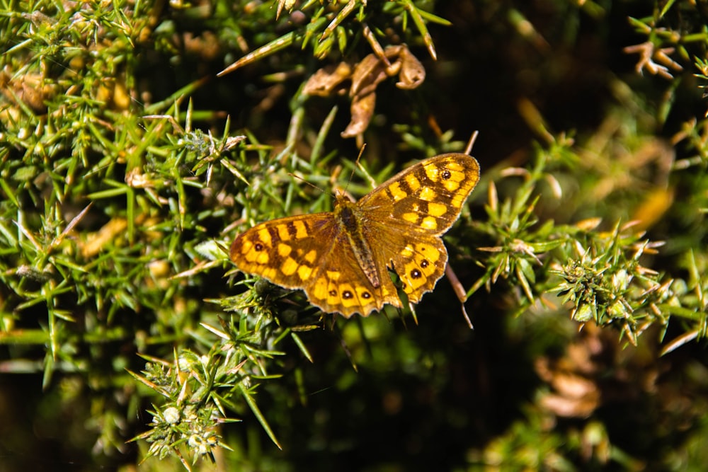 brown and black butterfly on green plant