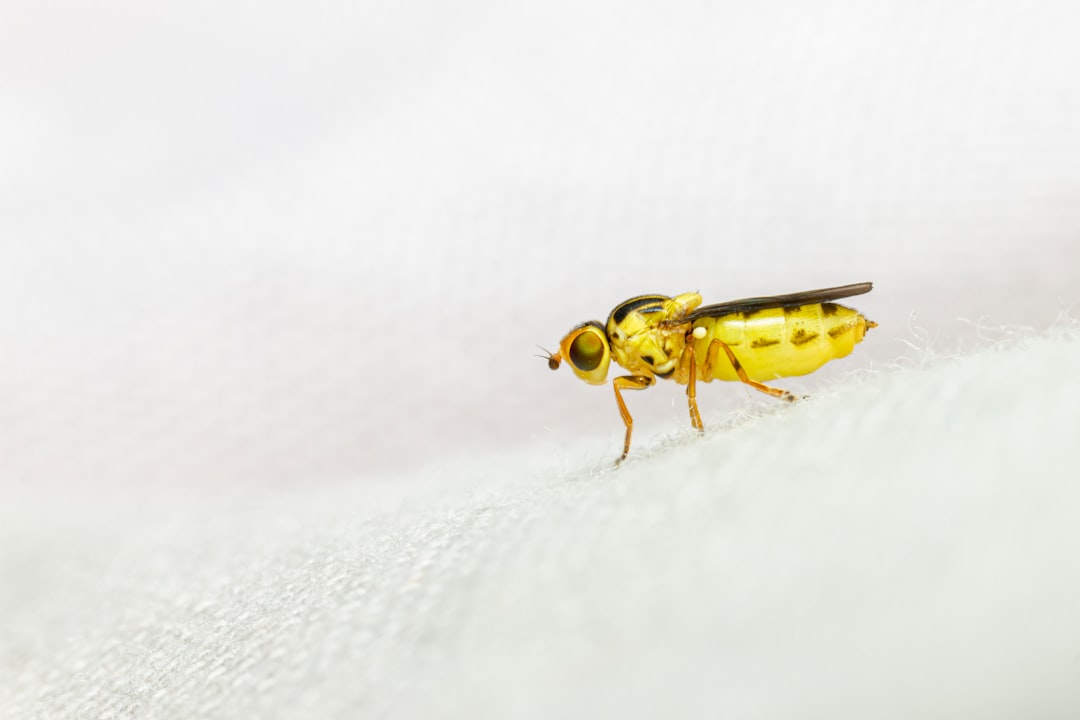 yellow and black bee on white textile