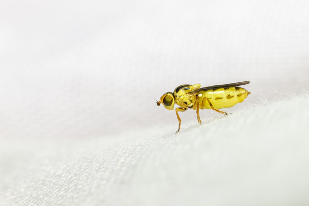 yellow and black bee on white textile