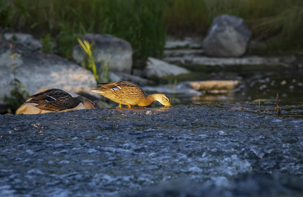 a couple of ducks standing on top of a river