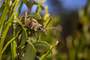 A close-up of an insect perched on a leafy plant. The insect, which appears to be a type of beetle, has a brown, textured body with long antennae. The background is blurred, highlighting the focus on the beetle and the surrounding green leaves.