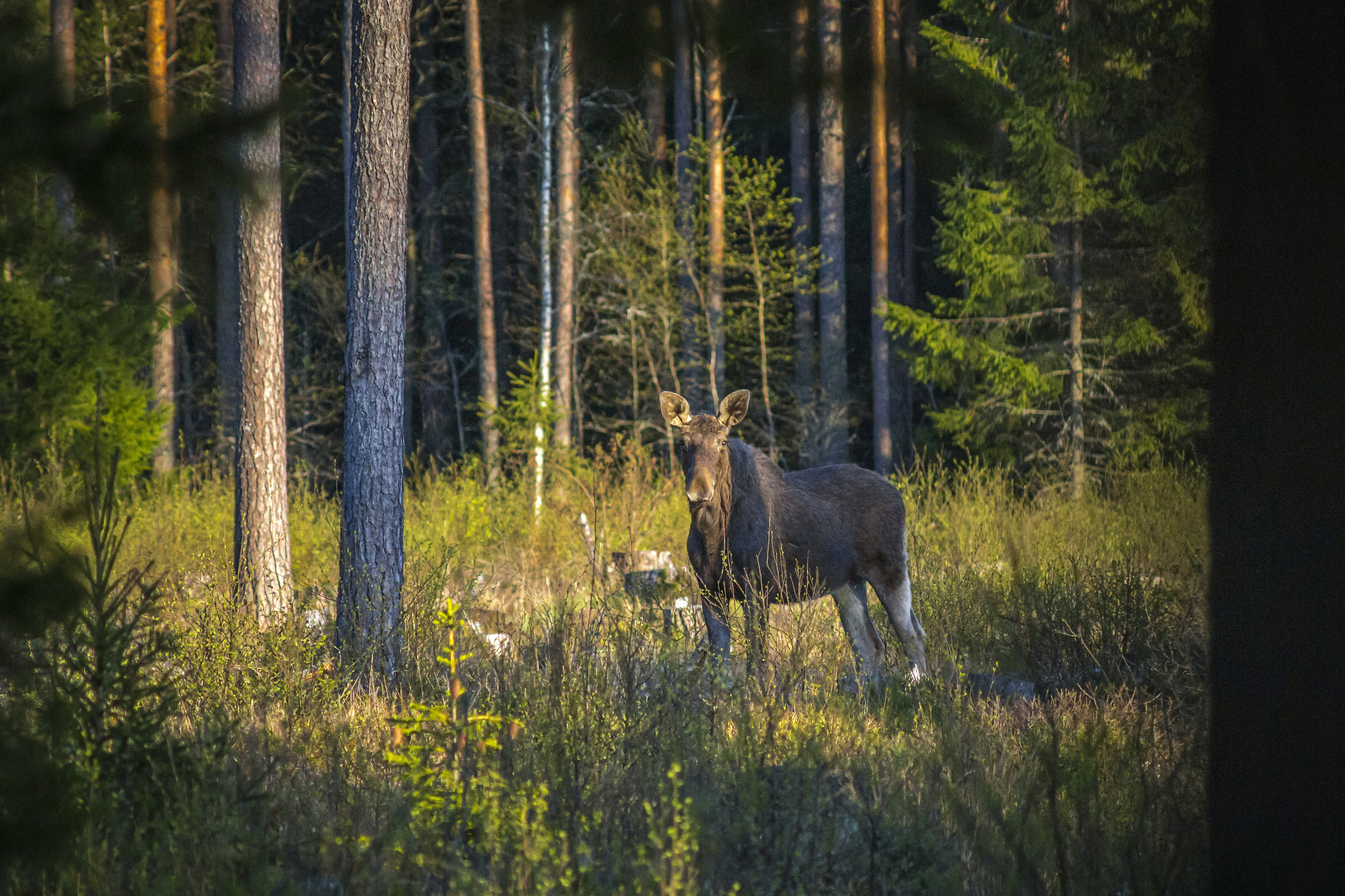 Photo by erik_karits