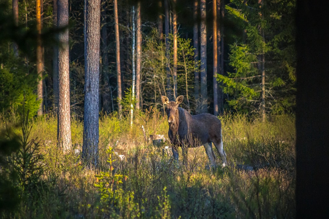 brown horse on green grass field during daytime