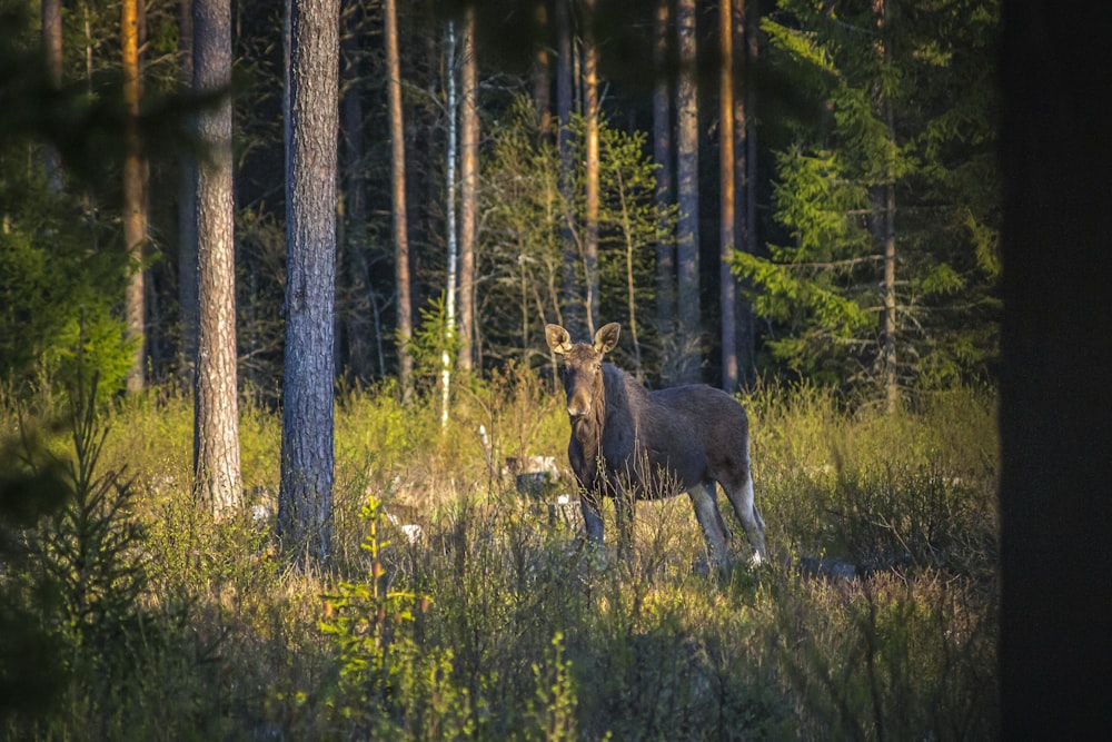 brown horse on green grass field during daytime