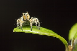A small, furry jumping spider perched on the edge of a green leaf, with the dark background contrasting against its bright eyes and hairy legs.