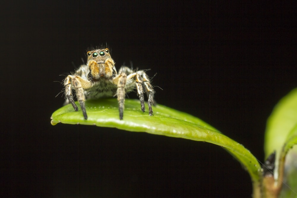 brown and black spider on green leaf