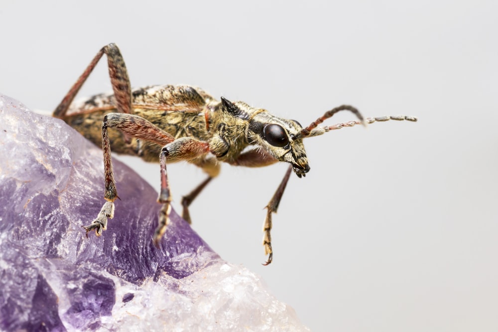 brown and black insect on purple flower