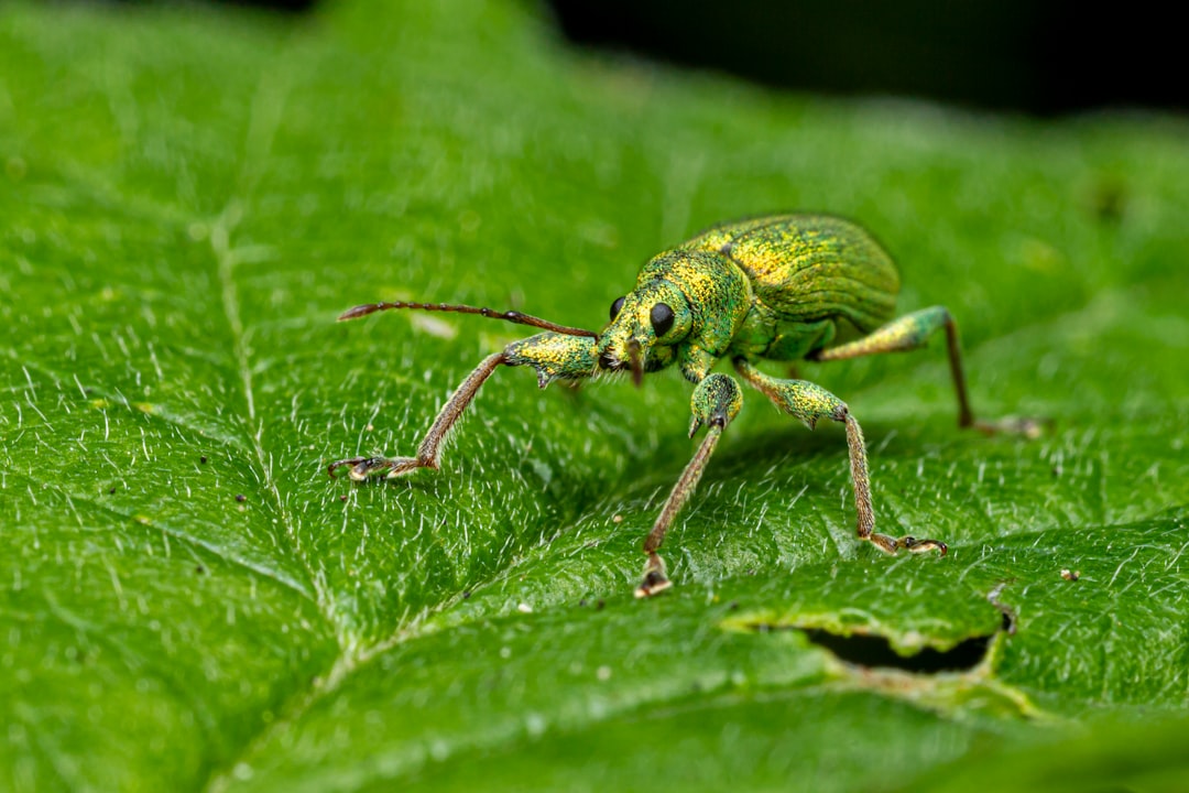 green and black beetle on green leaf