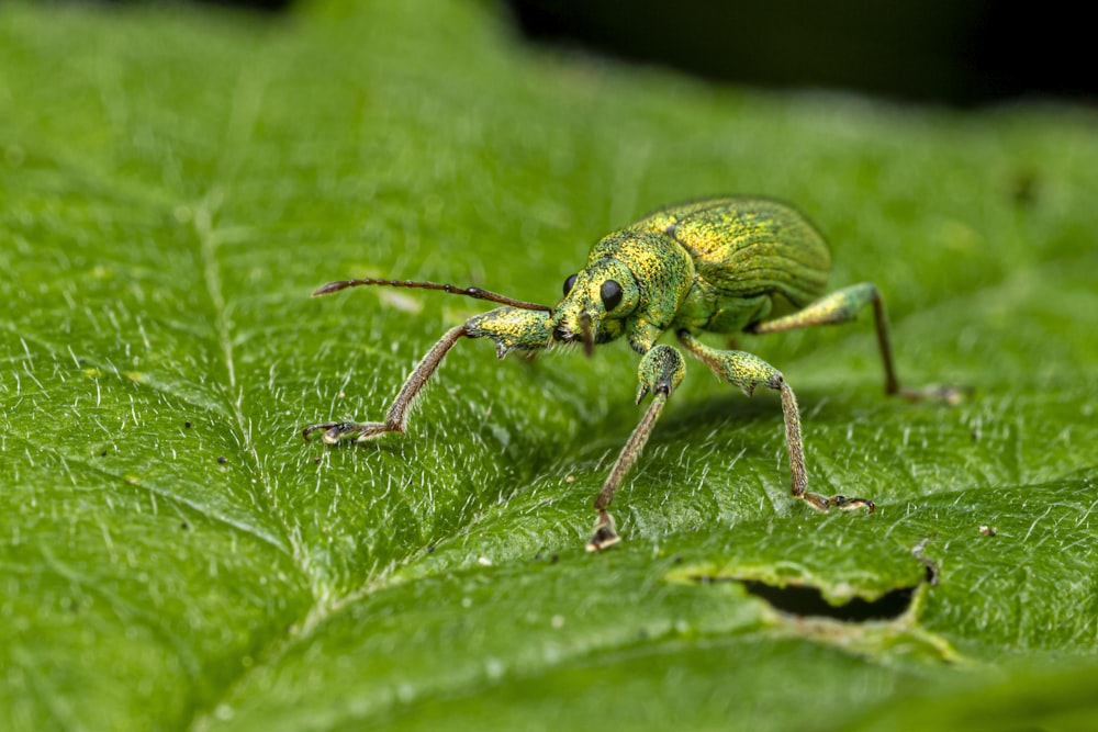 green and black beetle on green leaf