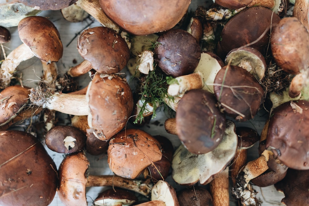 brown and white mushrooms on green grass during daytime