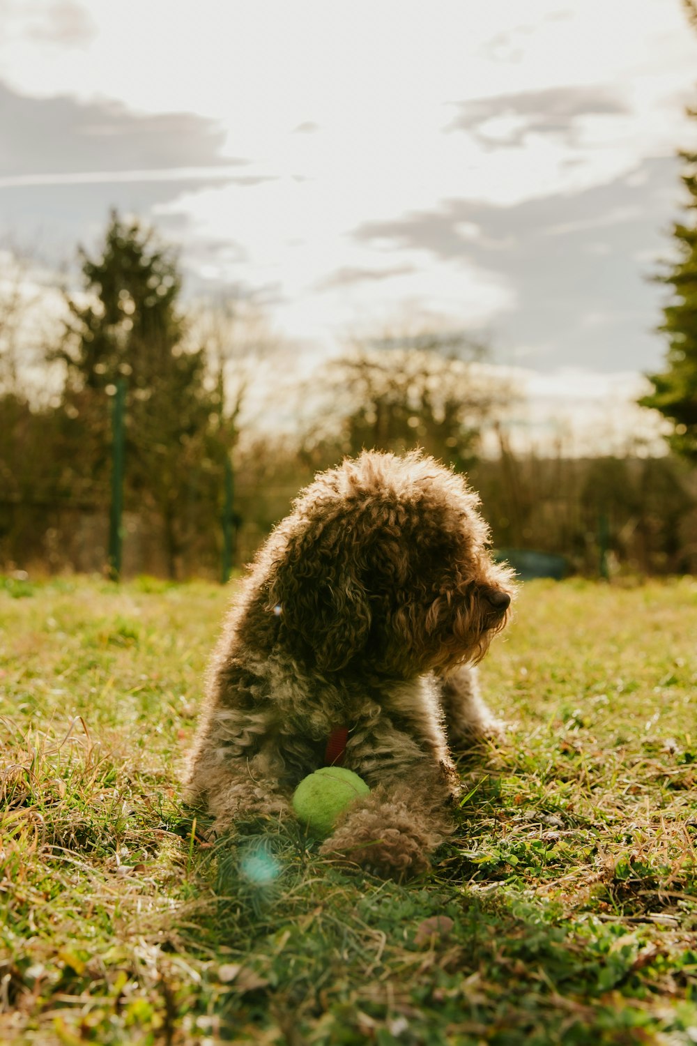brown curly coated small dog on green grass field during daytime