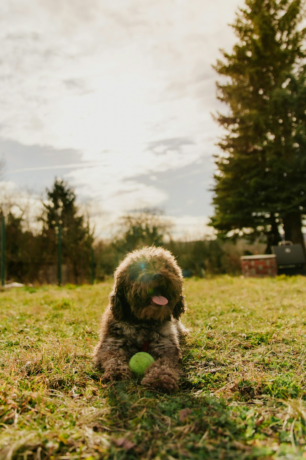 brown and gray long coated dog on green grass field during daytime