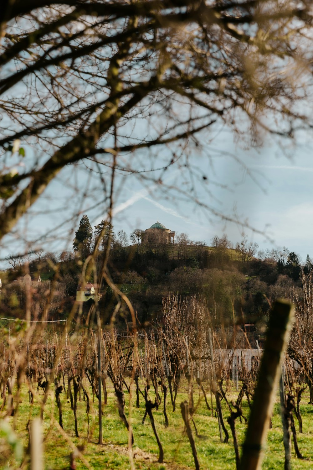 campo di erba verde vicino ad alberi marroni sotto nuvole bianche durante il giorno