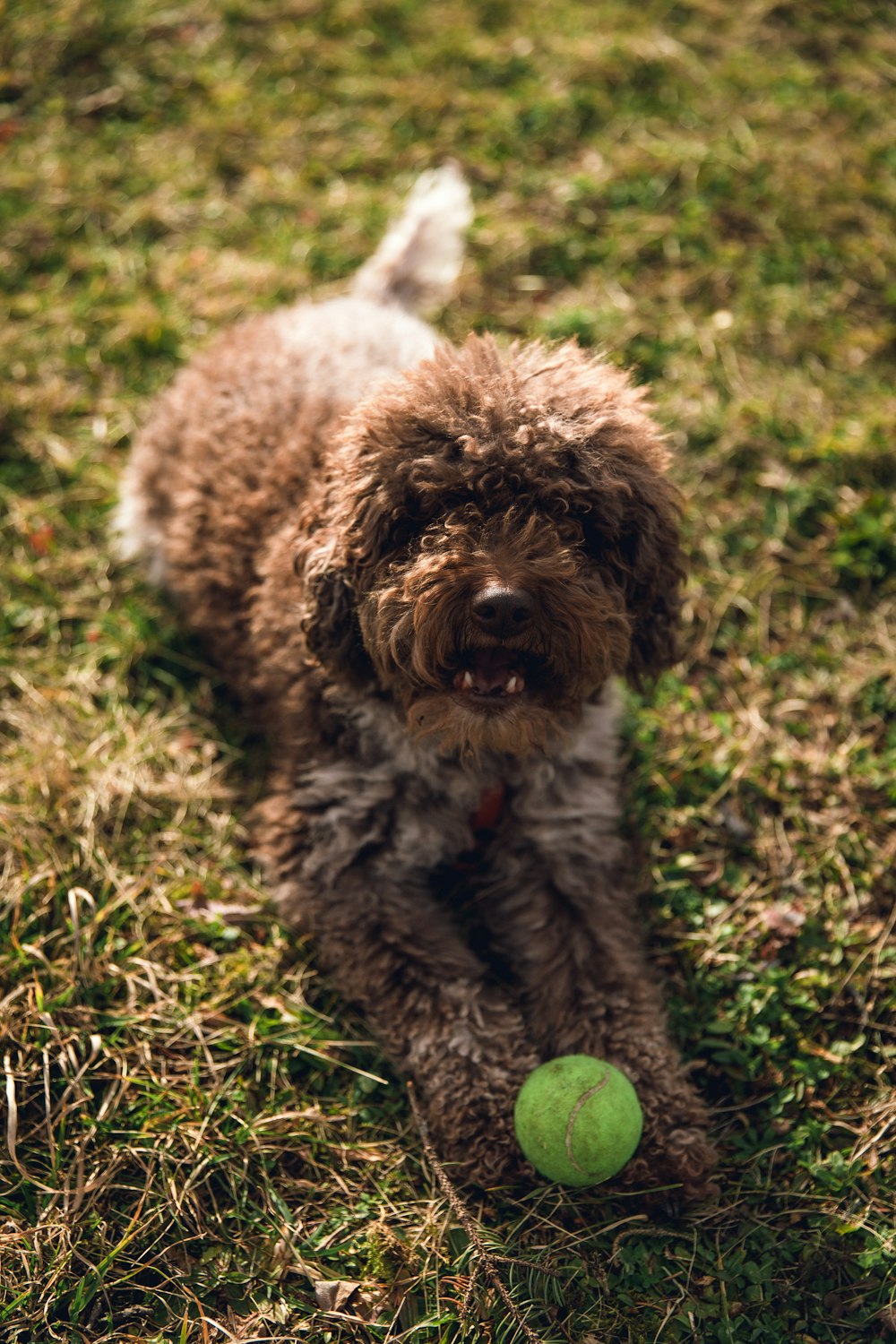 brown and green grass field