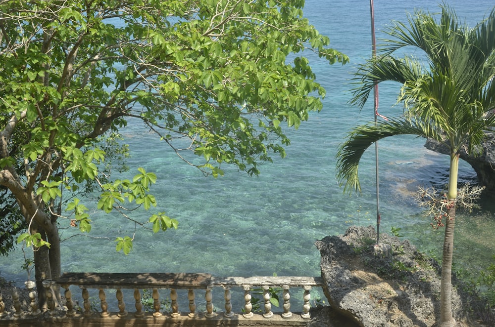 green tree near body of water during daytime