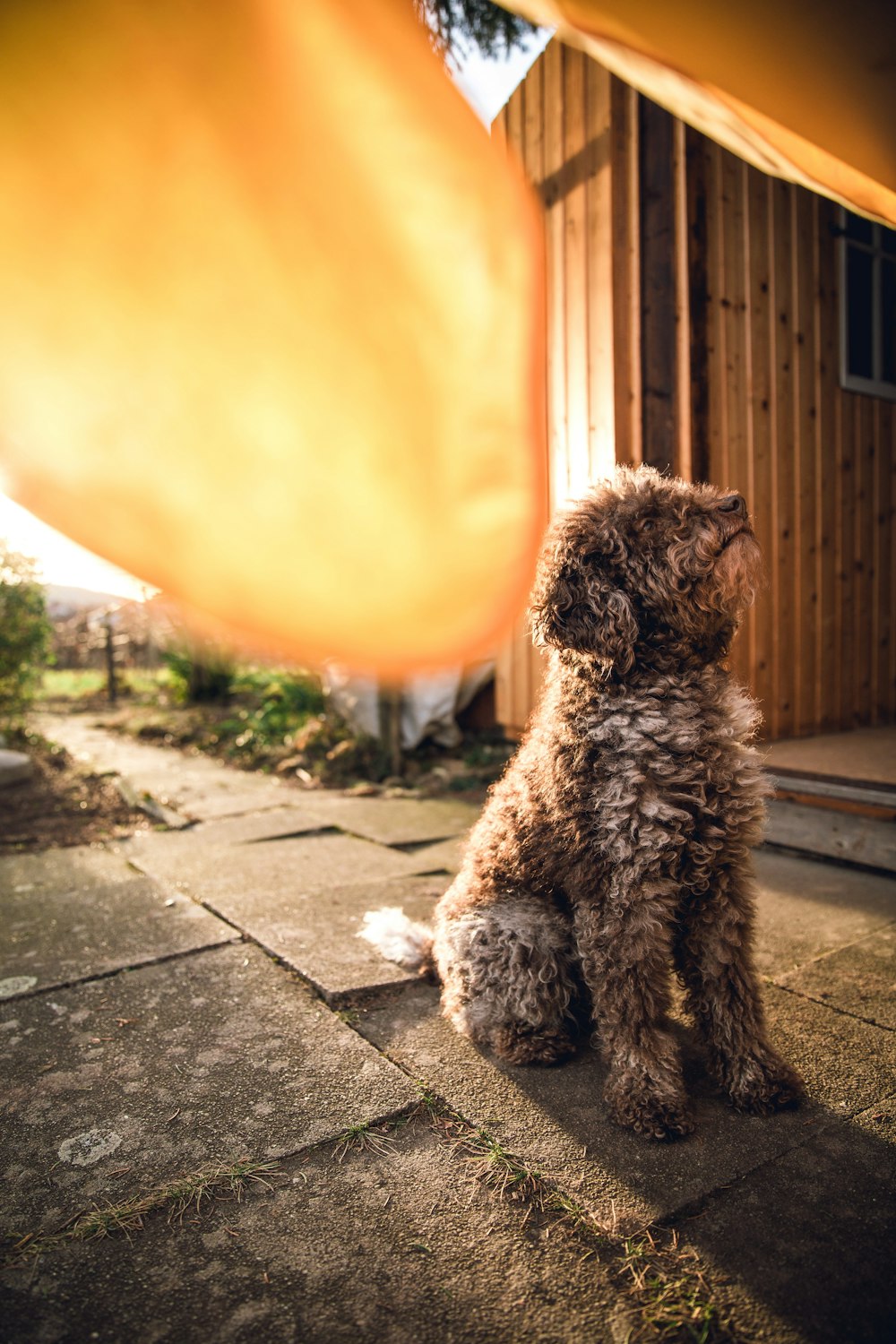 brown poodle on gray concrete floor