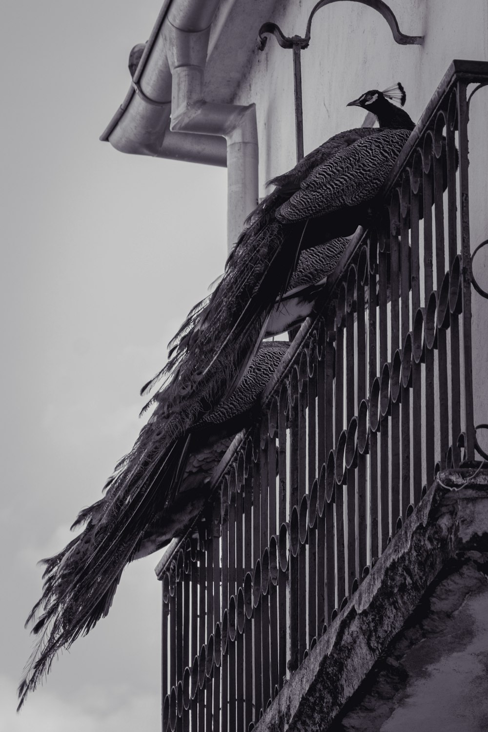 grayscale photo of bird on top of metal fence