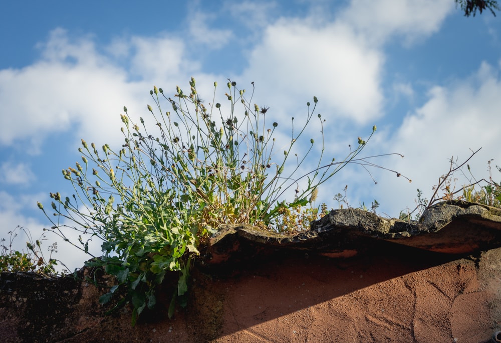 green plant on brown soil