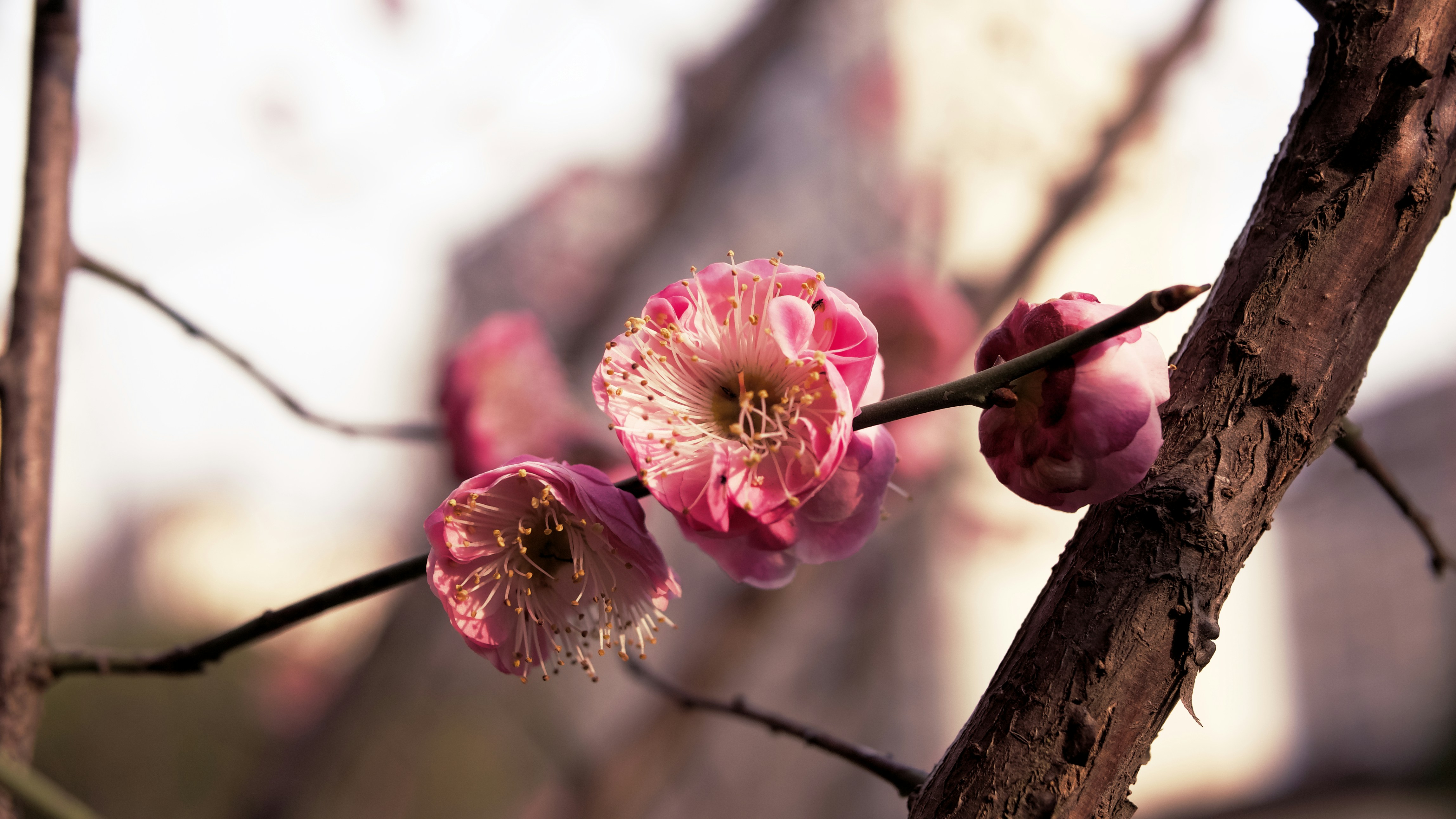 Photo by xiexianghua