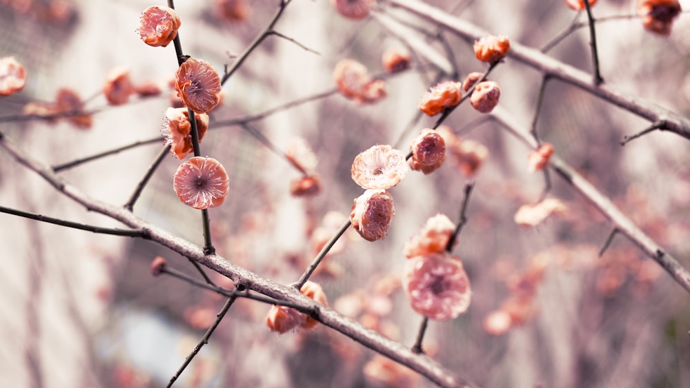 pink and white flower buds