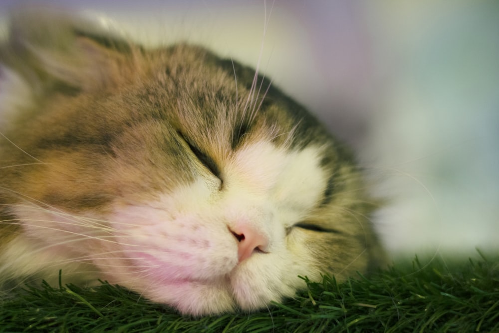 brown and white tabby cat lying on green grass