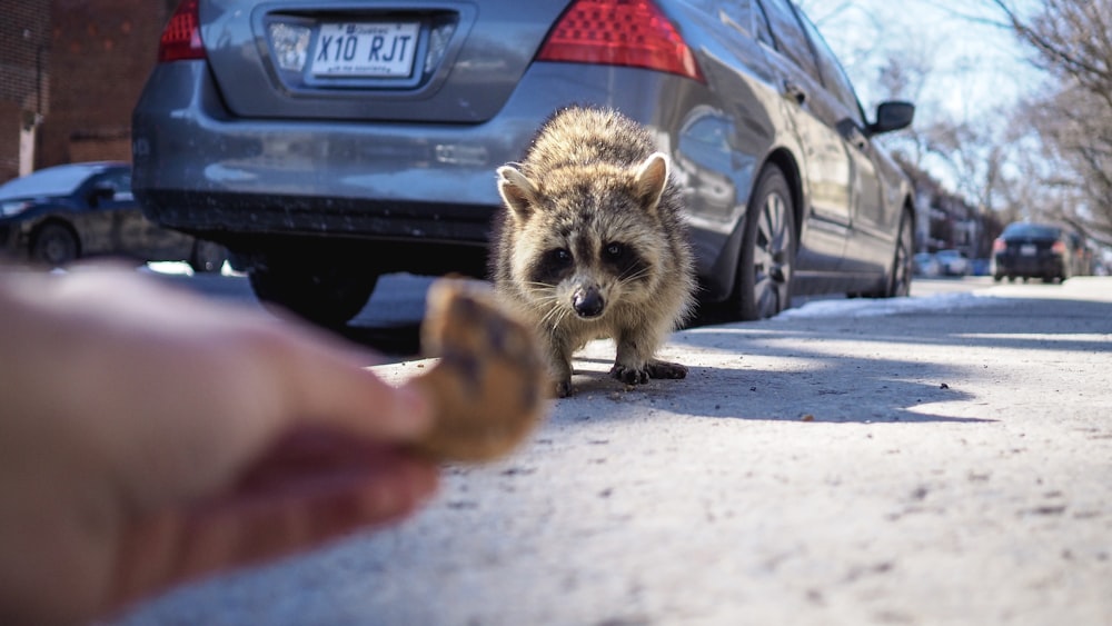 brown and white animal on road during daytime