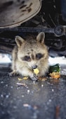 brown and white fox eating yellow fruit