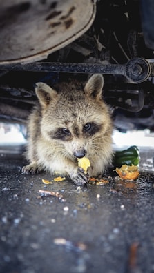 brown and white fox eating yellow fruit