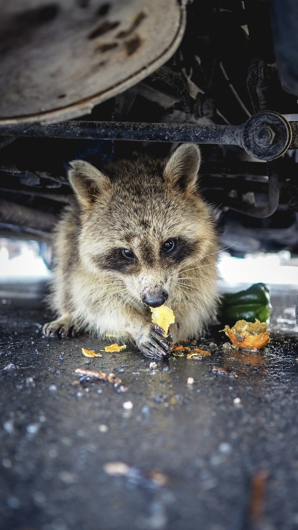 brown and white fox eating yellow fruit