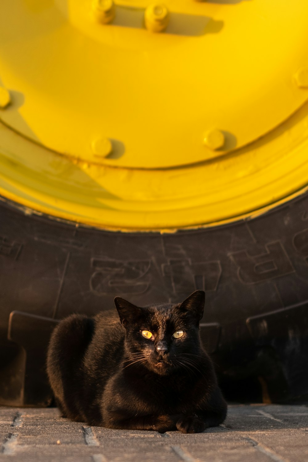 black cat in yellow plastic container
