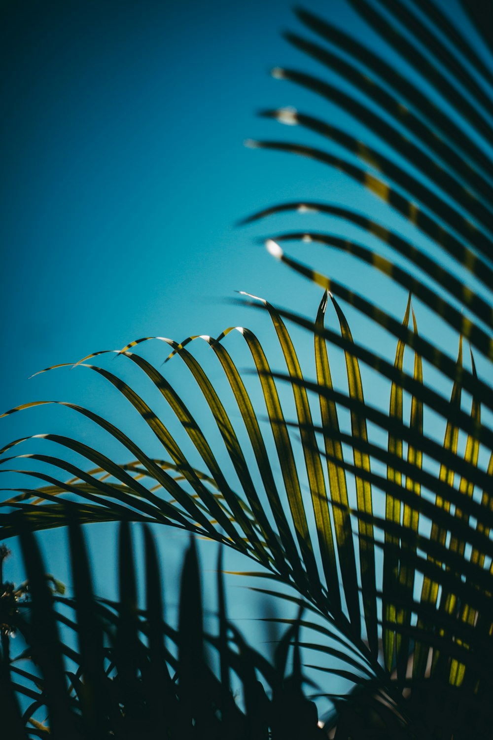 green palm plant under blue sky during daytime