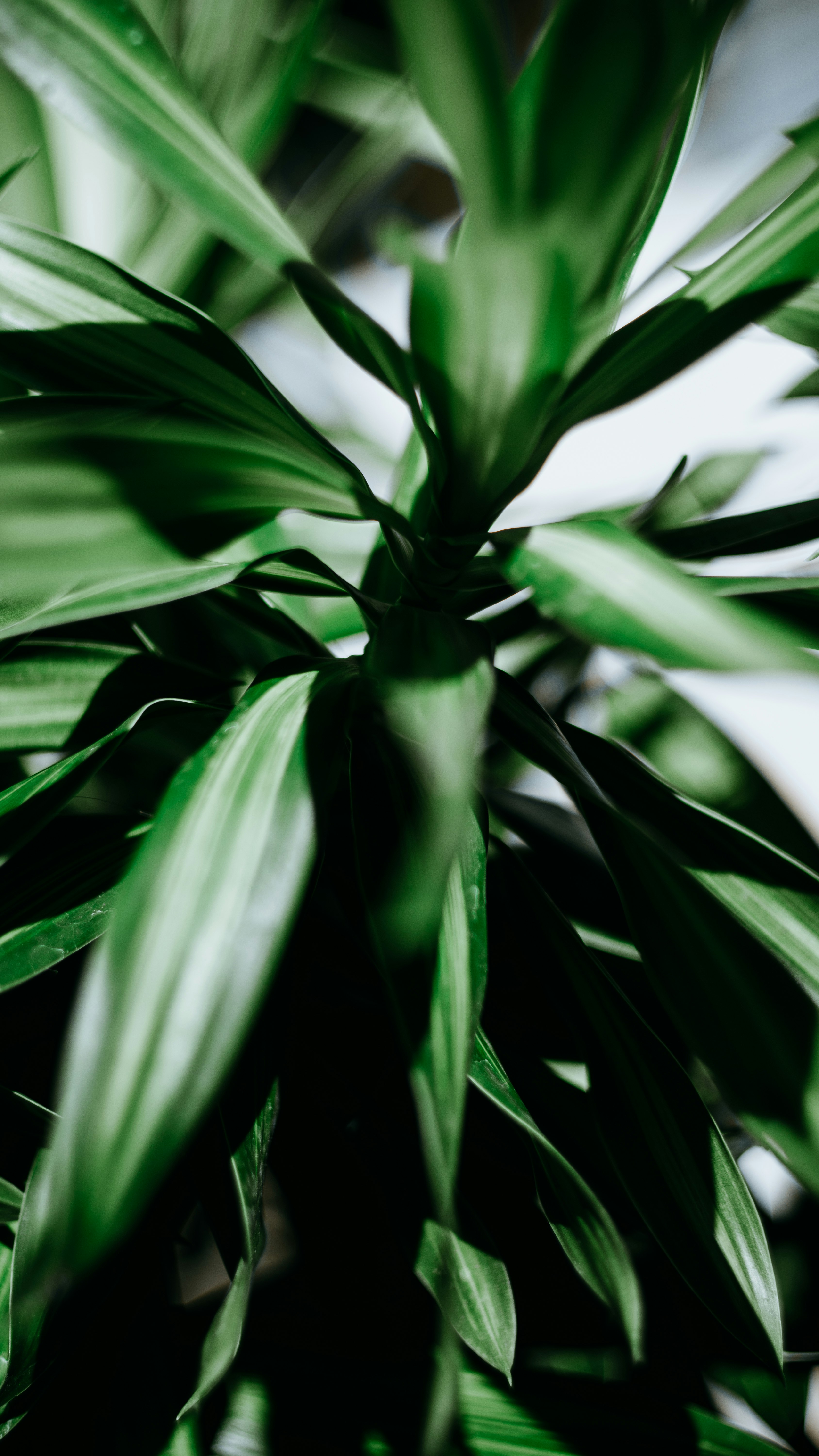 green plant in close up photography