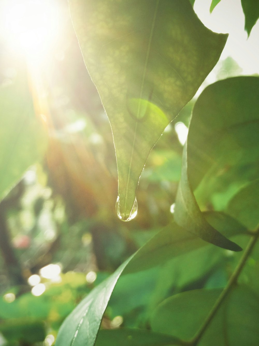 green leaf with water droplets