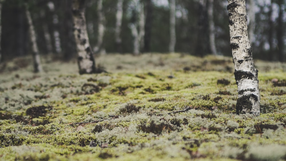 green grass field during daytime