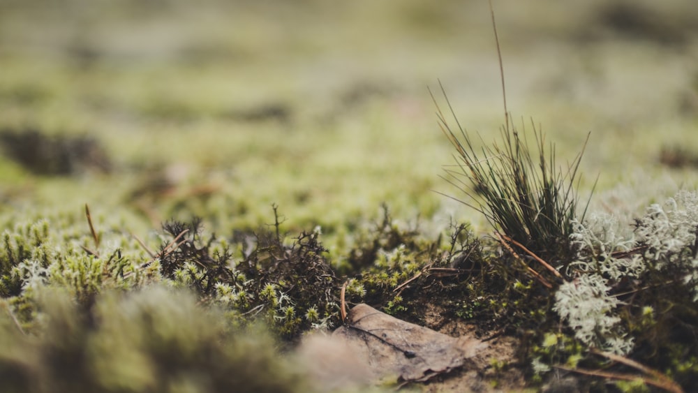 green grass on brown rock