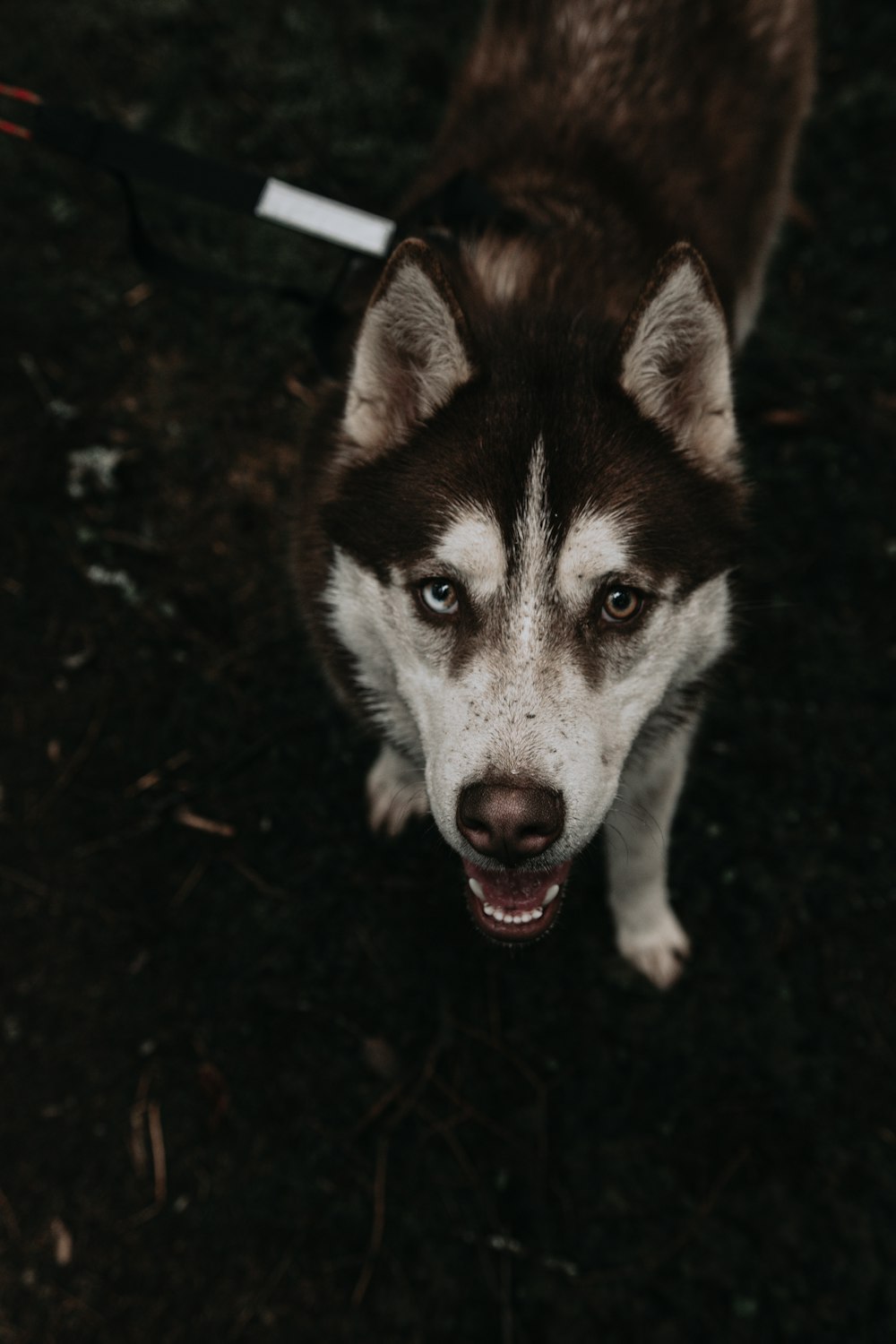 white and black siberian husky