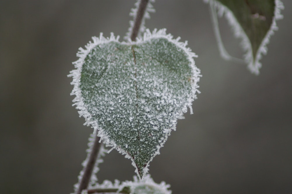 white and black plant covered with snow