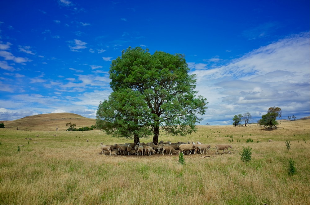 green tree on brown grass field during daytime