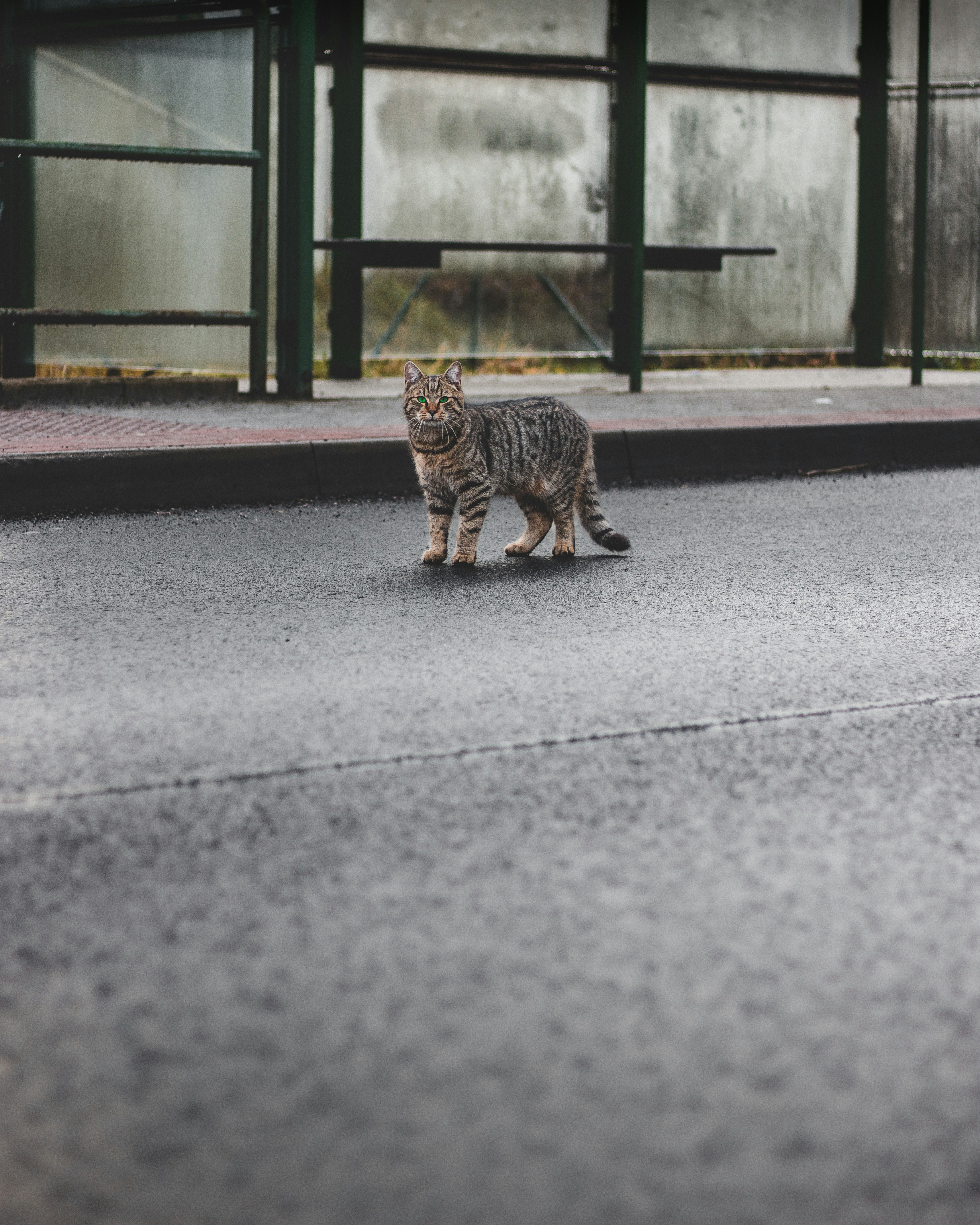 brown tabby cat walking on gray asphalt road during daytime