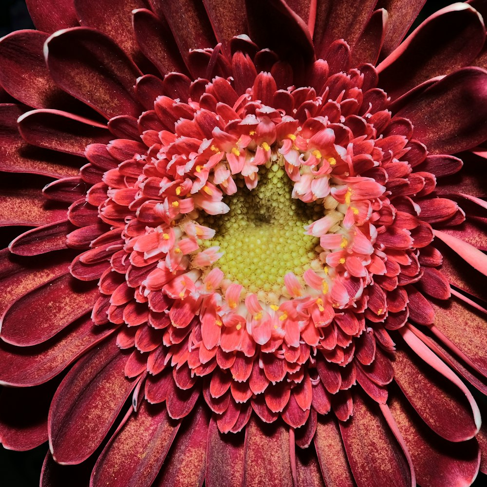 pink flower in macro shot