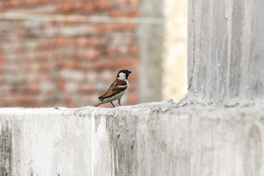 brown and black bird on white concrete wall in Birgunj Nepal