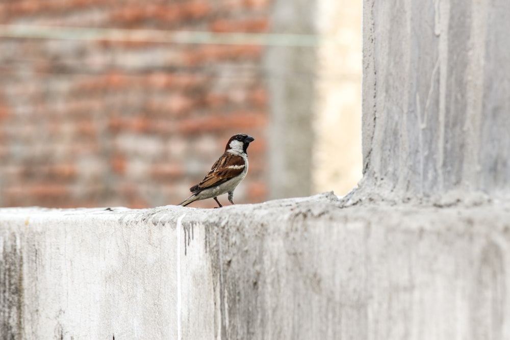 Brauner und schwarzer Vogel auf weißer Betonwand