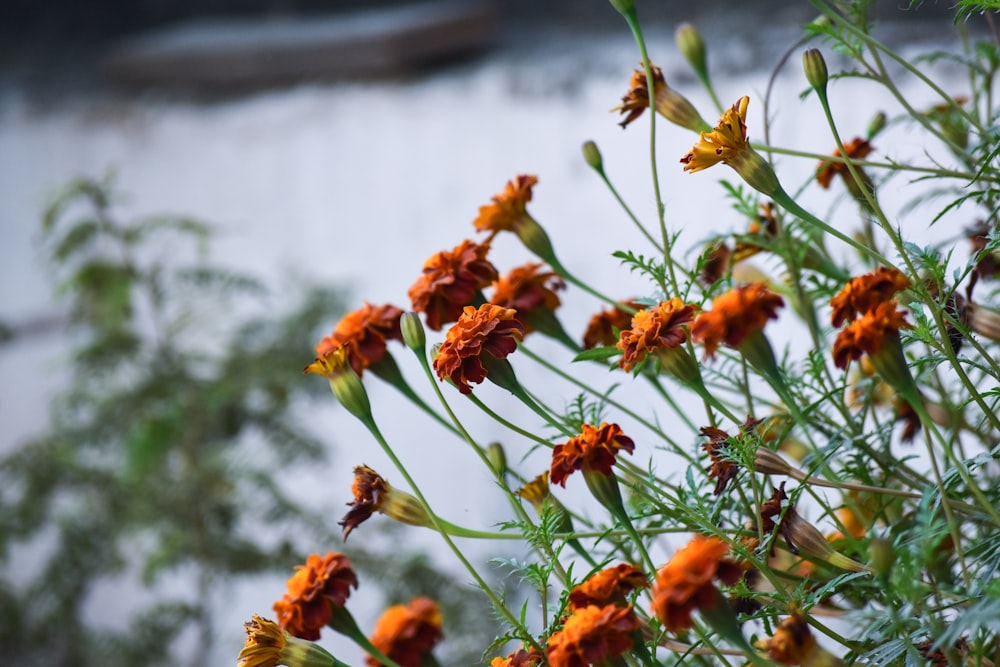 orange flowers in tilt shift lens