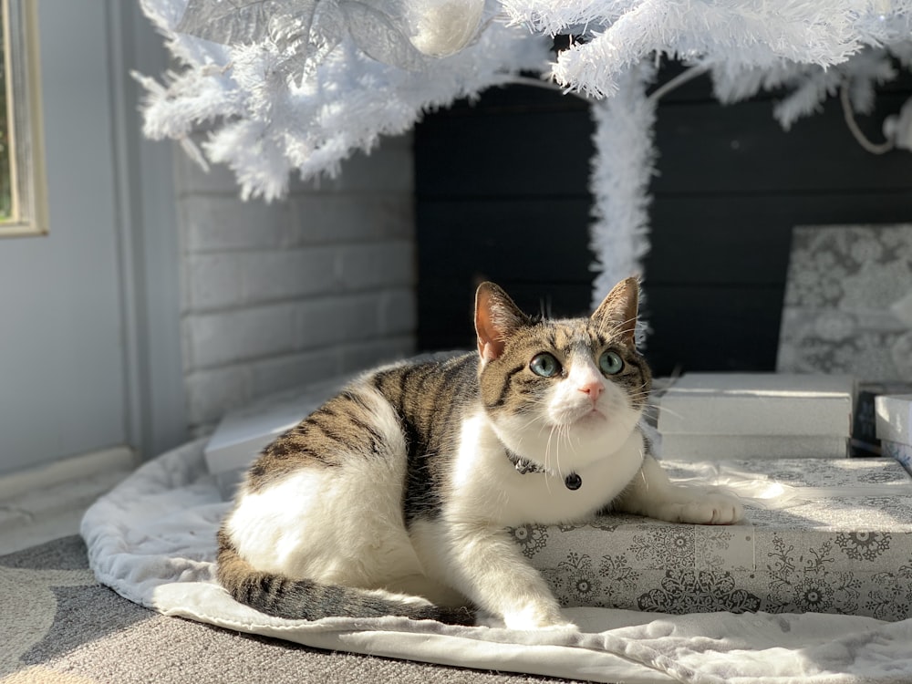 brown and white cat lying on white textile