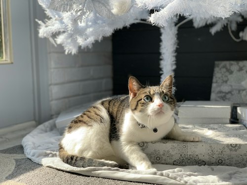 Beautiful cat portrait